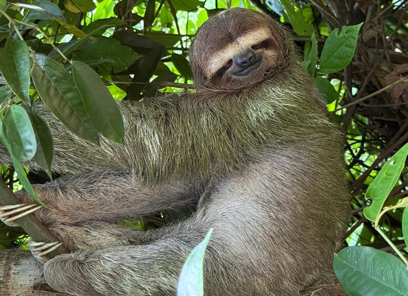 Manuel Antonio Nationalpark: Guidet tur med ENTRÉ INKLUDERET