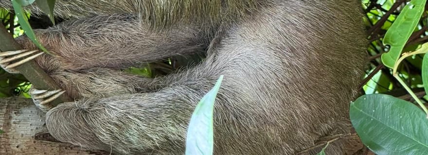 De San José au parc national Manuel Antonio visite guidée