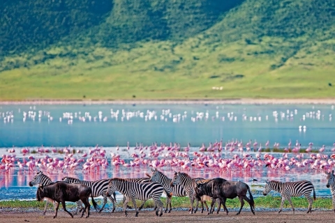 Safari de 4 jours au Masai Mara et au lac Nakuru
