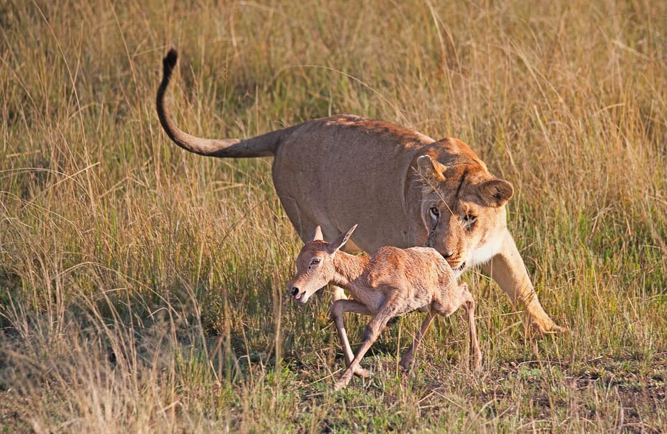 Day Masai Mara And Lake Nakuru Safari Getyourguide