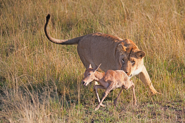 Safari de 4 jours au Masai Mara et au lac Nakuru