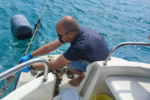 Dubrovnik: Ostron-, mussel- och vinprovningstur i Ston