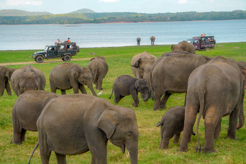 Minneriya: Private Family Wildlife Safari with Pickup