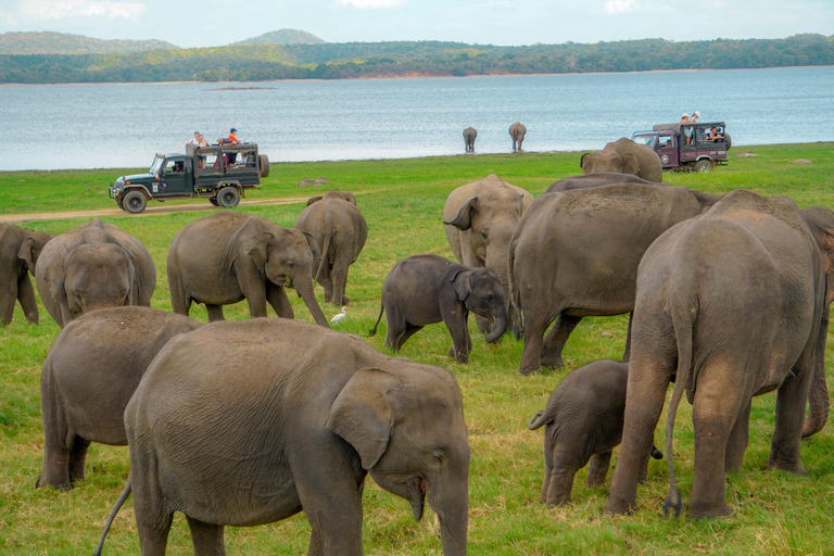 Minneriya: Private Family Wildlife Safari with Pickup