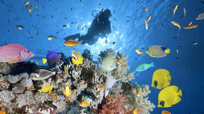 From Sharm El-Sheikh: Red Sea Scuba Diving Trip with Lunch