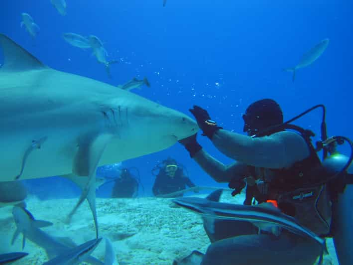 playa del carmen swim with sharks