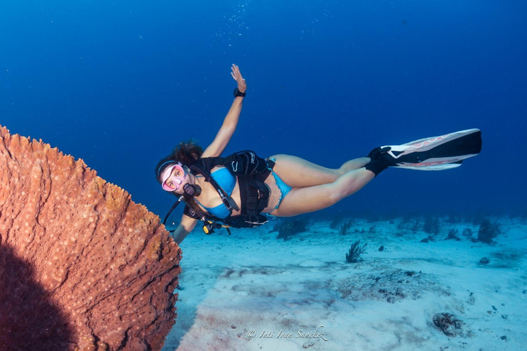 Cancún: Buceo certificado con 2 tanques: Explora Arrecifes Poco Profundos