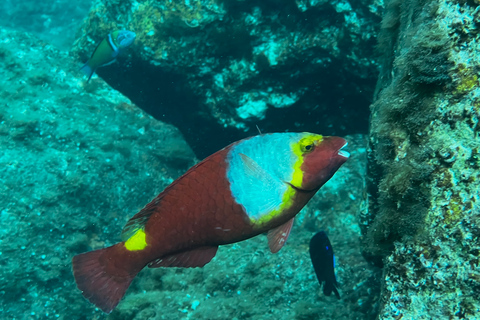 Prova a immergerti per la prima volta nell&#039;area delle tartarugheCandelaria, Tenerife: corso di immersione per principianti