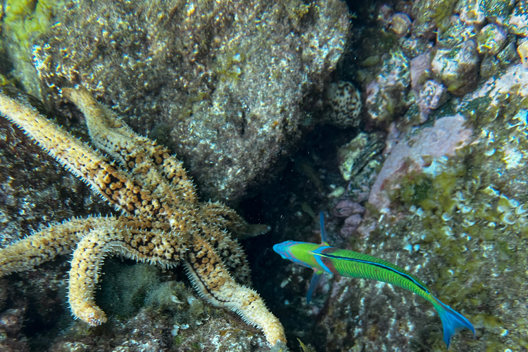 Try diving for the first time in turtle areaCandelaria, Tenerife: Beginner Scuba Diving Course