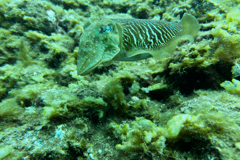 Try diving for the first time in turtle areaCandelaria, Tenerife: Beginner Scuba Diving Course