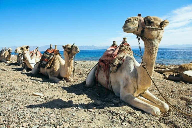 Sharm el-Sheikh: Snorkel & Camel Safari at Blue Hole