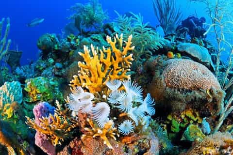 Sharm El-Sheikh: Blue Hole or 3 Pools Dahab Trip with Lunch