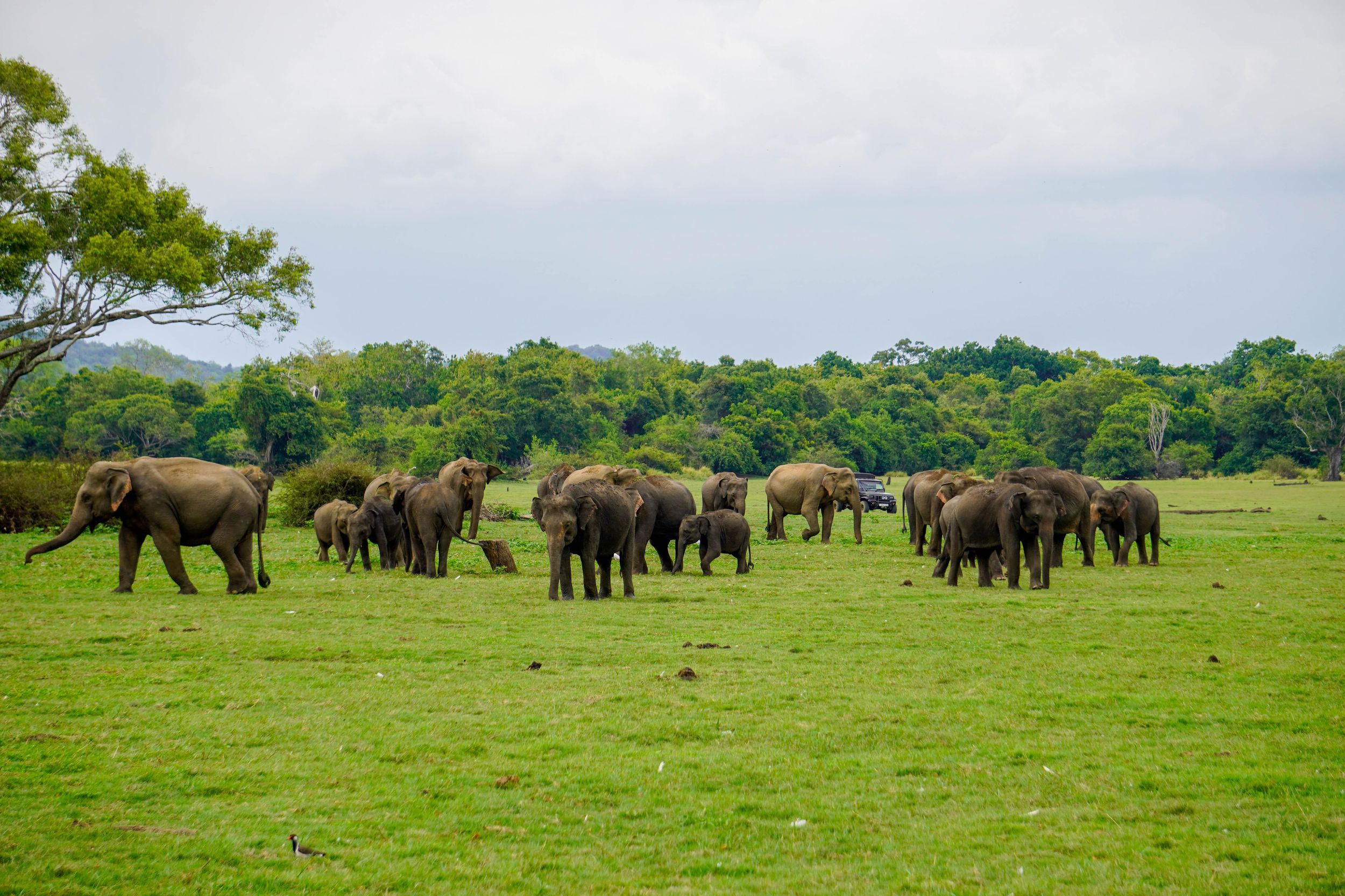 Halbtägige Safari im Minneriya-Nationalpark (Treffpunkt am Eingang)