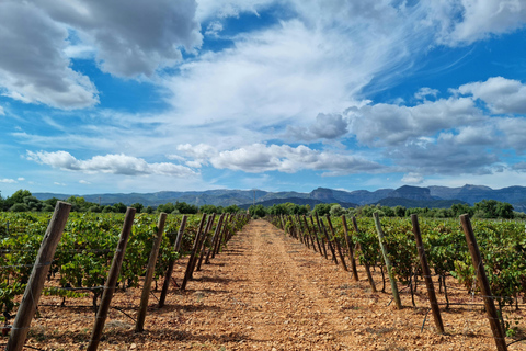 Visite individuelle des vignobles et dégustation de vins