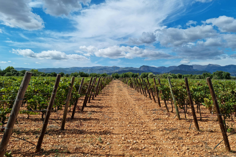 Visite individuelle des vignobles et dégustation de vins