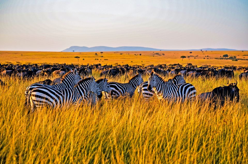 Safari di 4 giorni al Masai Mara e al Lago Nakuru | GetYourGuide
