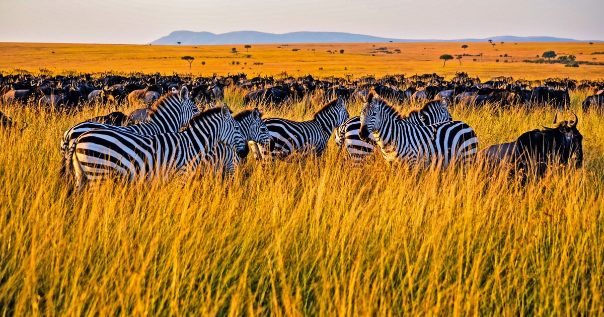 4 Day Masai Mara And Lake Nakuru Safari Getyourguide