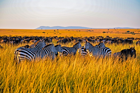 Safari de 4 jours au Masai Mara et au lac Nakuru