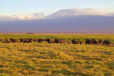 3 giorni di safari con gli elefanti ad AmboseliSafari all&#039;Amboseli di 3 giorni