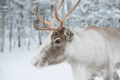 Rovaniemi: Snowmobile Safari, Reindeer and Husky Farm