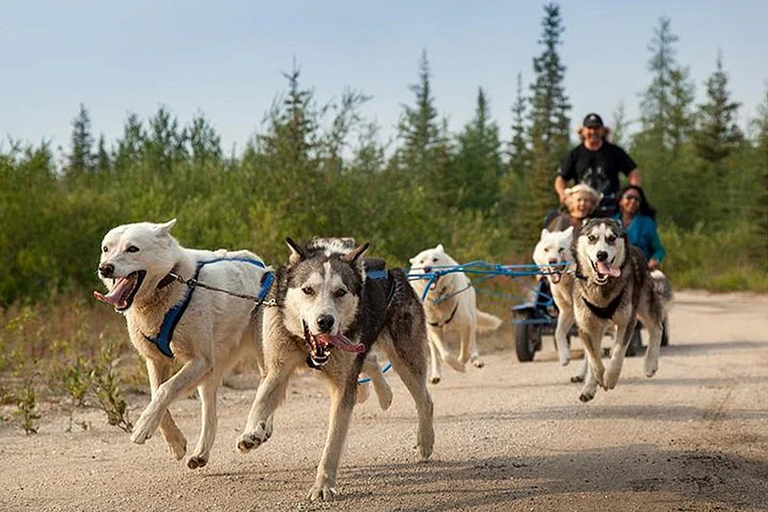 Ranua Zoo + BBQ lunch in Rovaniemi, Lapland