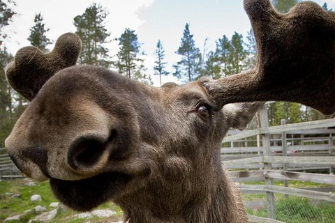 Zoo de Ranua Almuerzo de barbacoa en Rovaniemi, LaponiaZoo de Ranua Almuerzo de barbacoa en Rovaniemi, Lapland