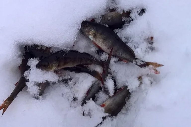 Laponia: senderismo, pesca en hielo, aventura en la nieve flotante y barbacoa