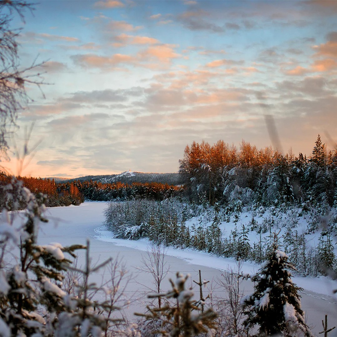 Forest Near Rovaniemi Da Rovaniemi: tour escursionistico nella foresta di Vikaköngäs ...