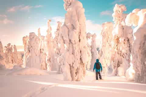 Rovaniemi: Hiking and Snowshoeing Adventure in Lapland
