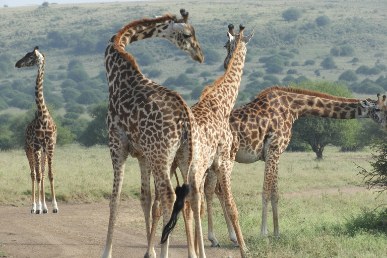 Nairobi, Elephant Orphanage &amp; Giraffe CentreNairobi: National Park, Elephant Orphanage &amp; Giraffe Centre