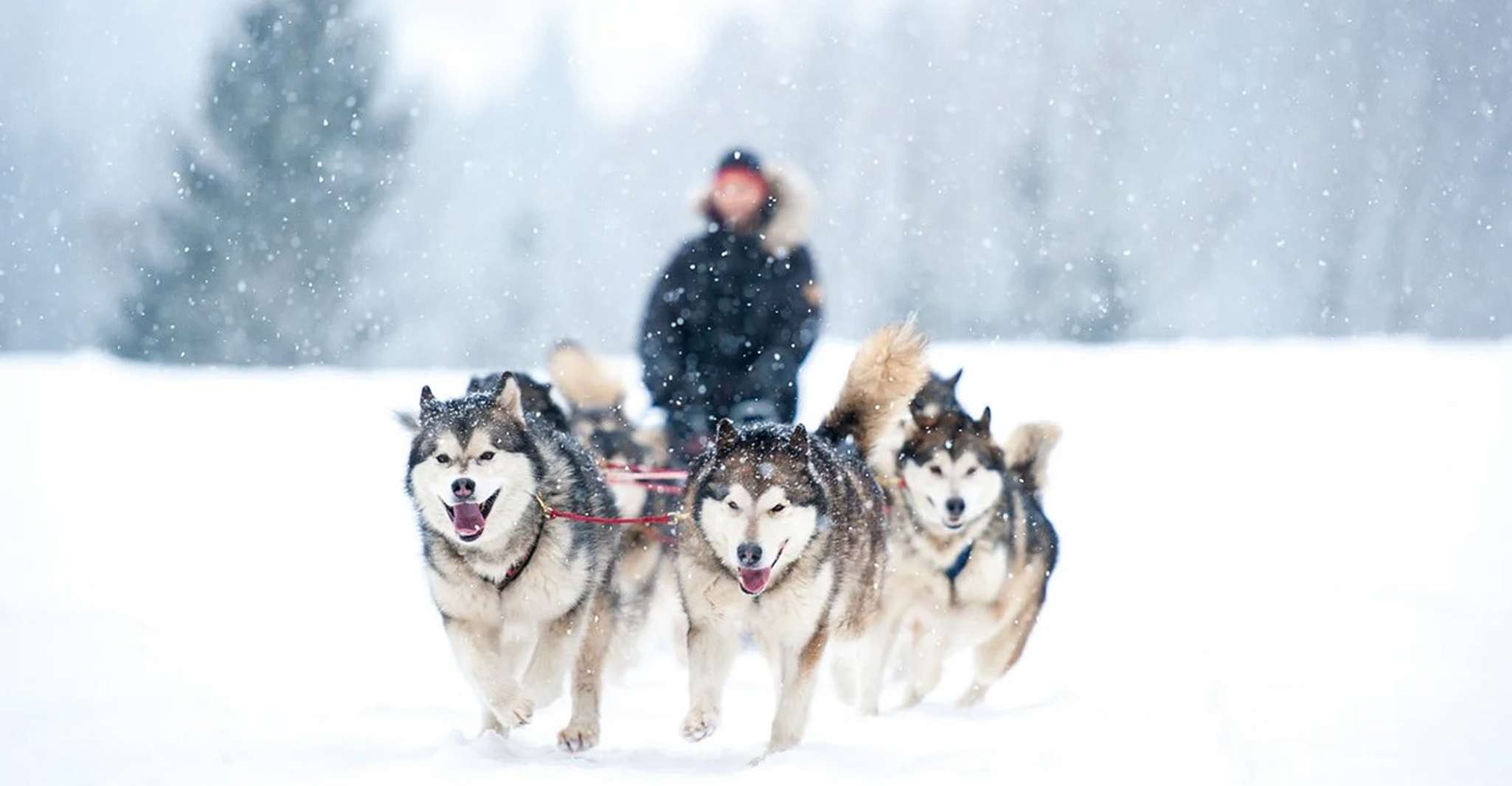 Rovaniemi, Husky Safari on a Snowy Trail - Housity