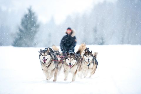 Rovaniemi: Husky Safari on a Snowy Trail