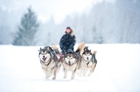 Rovaniemi, Husky Safari en un sendero nevado - Housity
