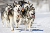 Rovaniemi, Husky Safari en un sendero nevado - Housity