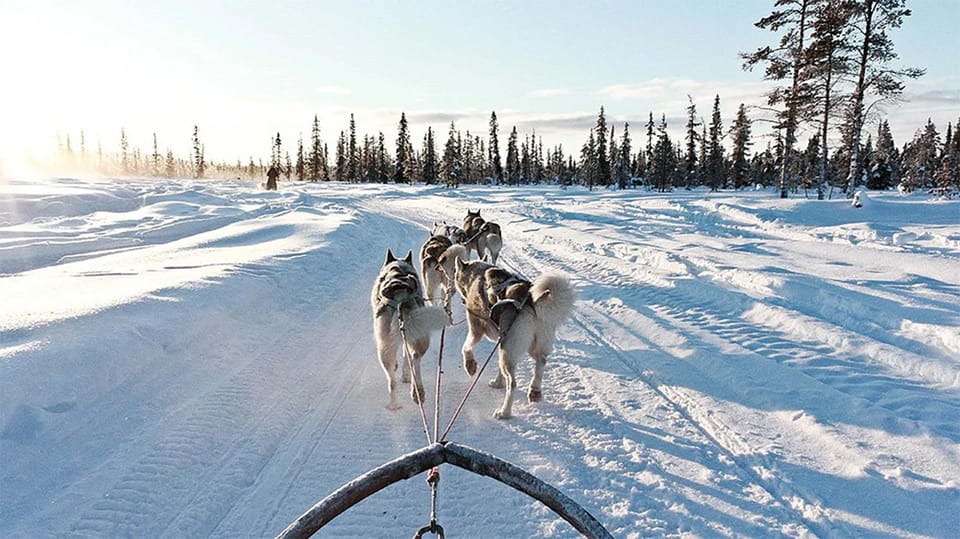 Rovaniemi: Husky Safari on a Snowy Trail | GetYourGuide