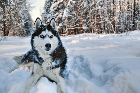Rovaniemi: Husky Safari en un sendero nevado