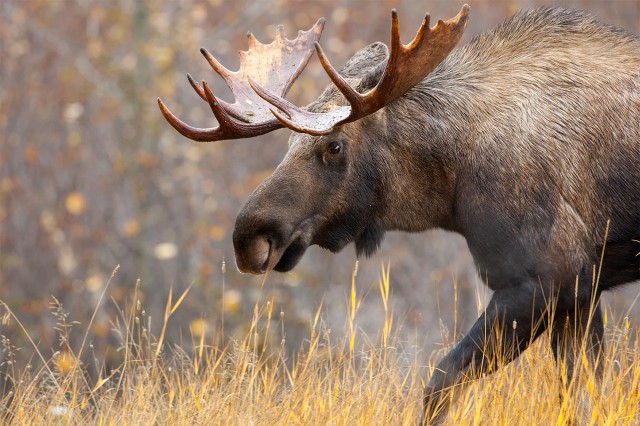 Visit Rovaniemi Wild Moose Safari in Rovaniemi