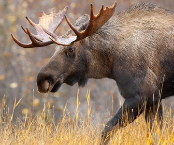Rovaniemi: Wild Moose Safari