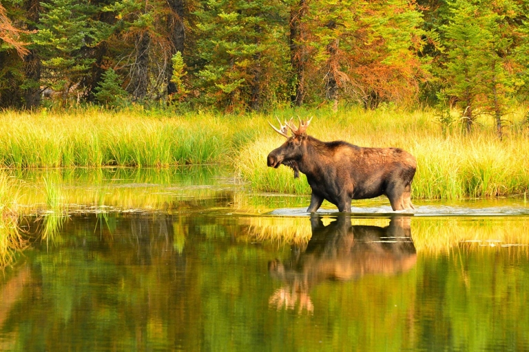 Rovaniemi: Wild Moose Safari