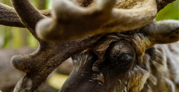 Rovaniemi: Reindeer Farm Visit in the Summer