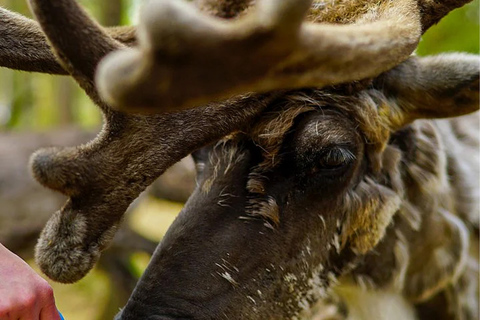 Rovaniemi: Reindeer Farm Visit in the Summer