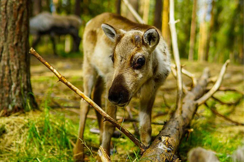 Rovaniemi: Besuch einer Rentierfarm im Sommer