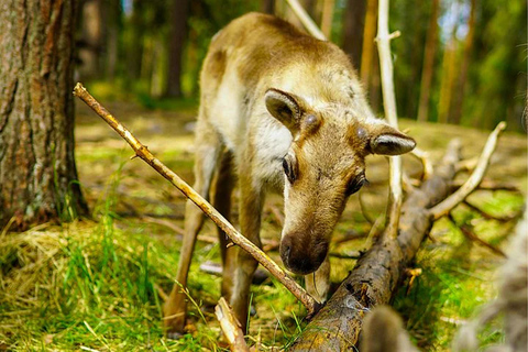 Rovaniemi: visita à fazenda de renas no verão