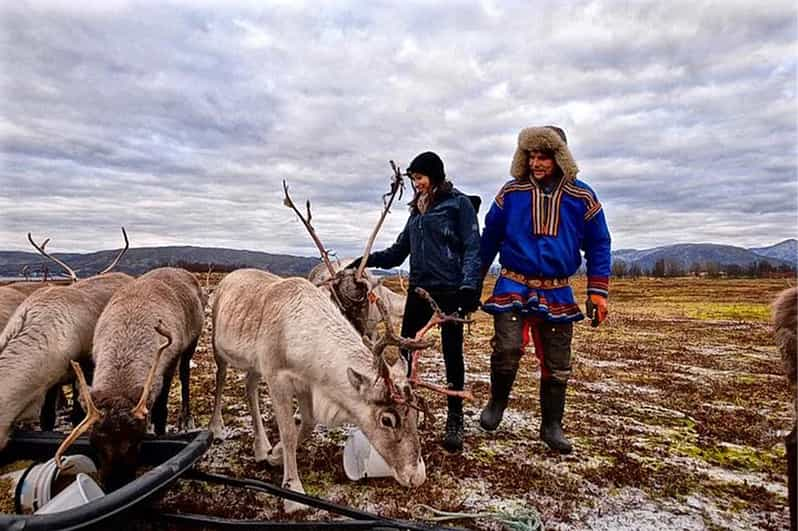 Rovaniemi Visita A Una Granja De Renos En Verano Getyourguide