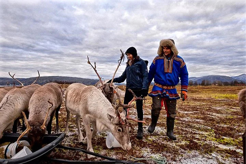 Rovaniemi: Besuch einer Rentierfarm im Sommer