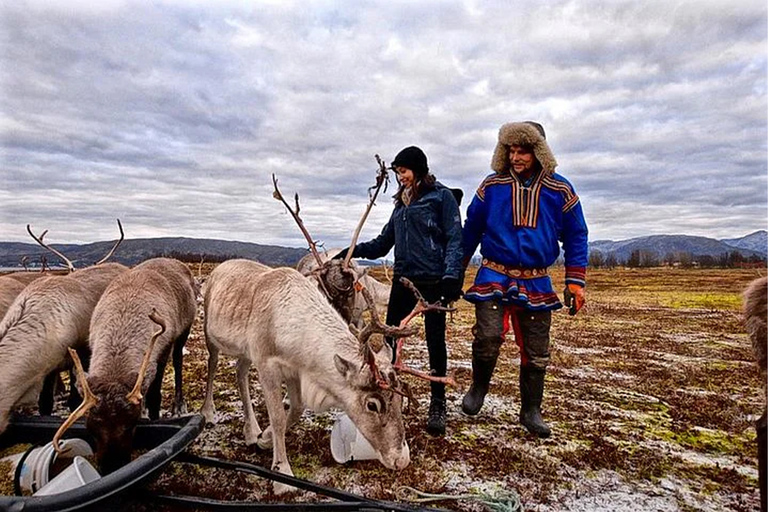 Rovaniemi: Besuch einer Rentierfarm im Sommer