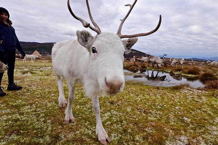 Rovaniemi: Besuch einer Rentierfarm im Sommer