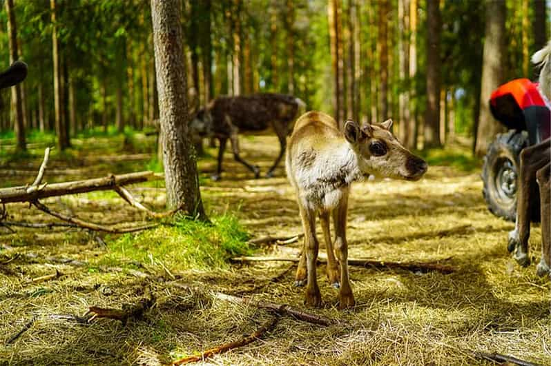 Rovaniemi Visita A Una Granja De Renos En Verano Getyourguide