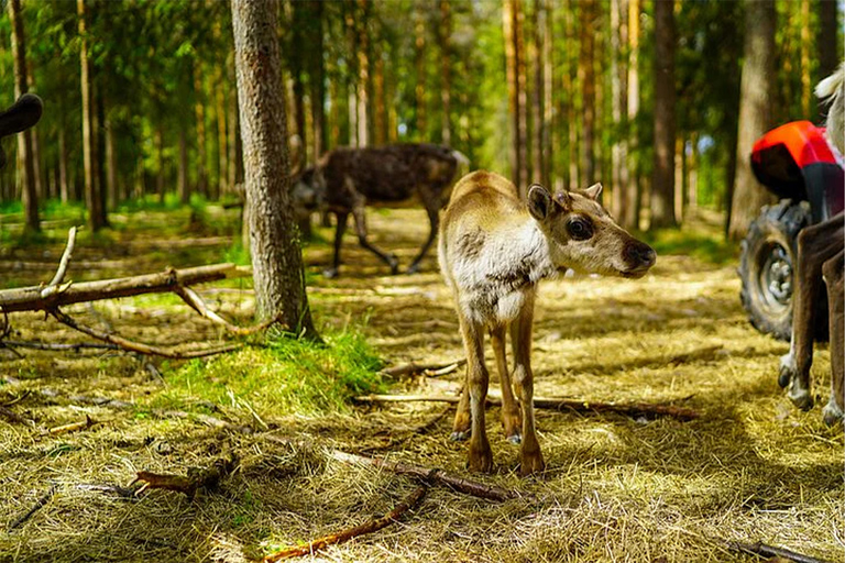 Rovaniemi: Besuch einer Rentierfarm im Sommer