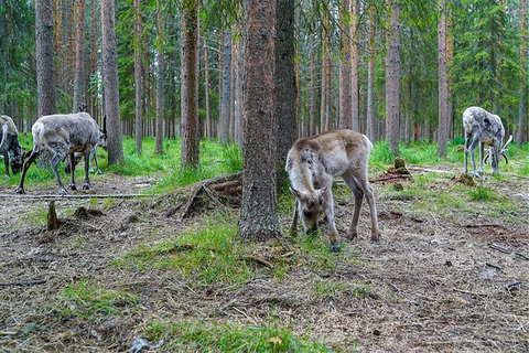 Rovaniemi: Besuch einer Rentierfarm im Sommer